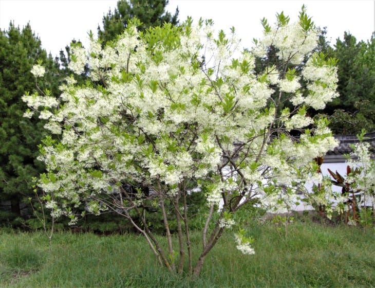 A white fringetree Chionanthus virginicus