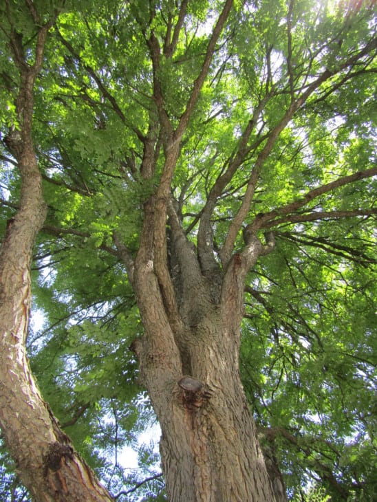 Kentucky Coffee Tree Gymnocladus dioicus