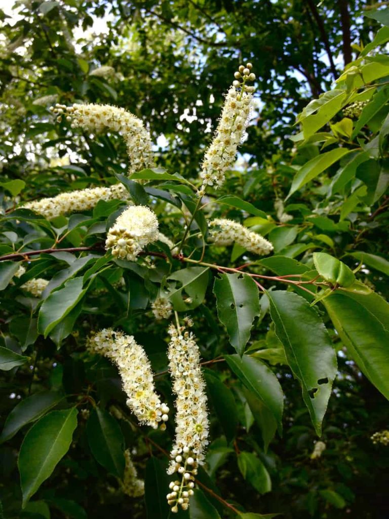 Prunus serotina in flower. scaled 1
