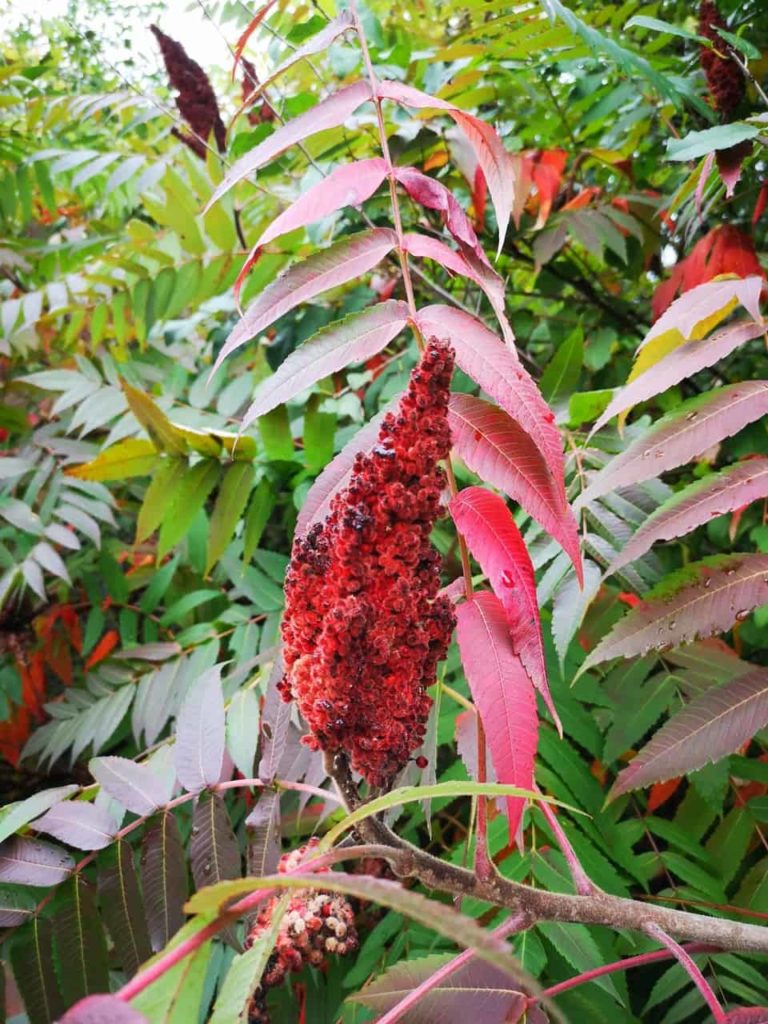 Staghorn sumac. Rhus typhina scaled 1