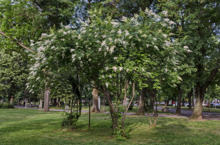japanese tree lilac or syringa reticulata