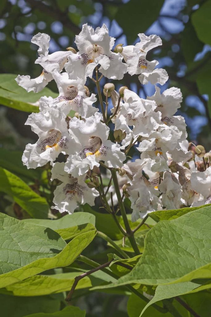 northern catalpa flowers 1 scaled 1